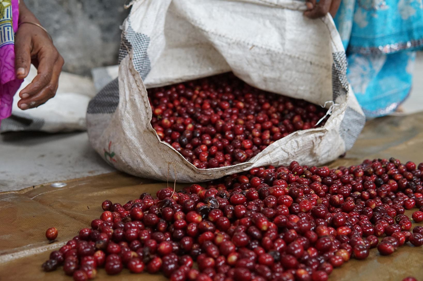 72 Hour Fermentation Natural Coffee Riverdale